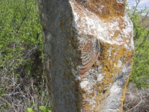 DSCN6683 fossil in stone fencepost