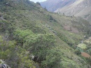 extensive agricultural terracing in the valley above Ollantaytambo