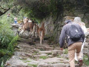 llamas sharing the the Inca road on our hike to the Sun Gate