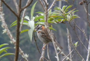 Andean sparrow