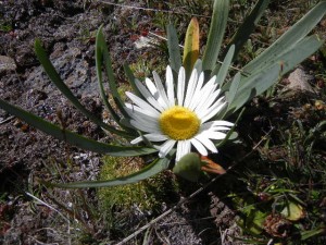 several flowers in the alpine zone grow very close to the ground