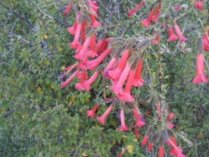 cantuta, the national flower of Peru