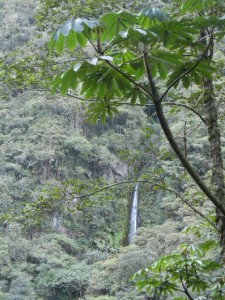 deep valley in the cloud forest