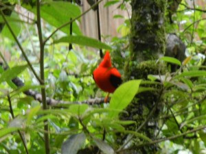 cock of the rock (he is facing straight toward the camera, so his cockade isn't clearly visible)