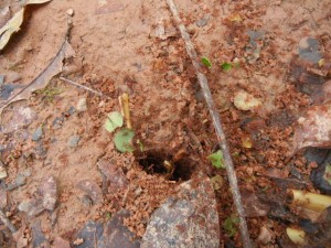 entrance to a huge leaf cutter ant nest