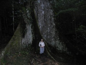 big kapok tree