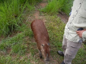 "Stuart Little" capybara