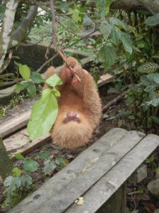 baby two-toed sloth