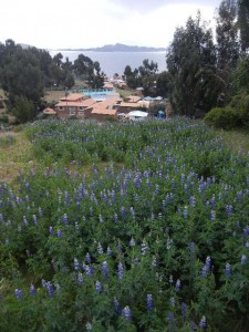 the beans of lupine are a food crop here