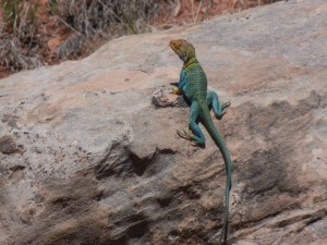 collared lizard