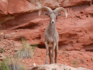 bighorn ram in Grand Wash