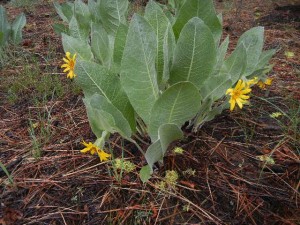 mountain mule's ears