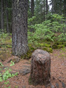 a living stump (the roots grafted to those of the neighboring tree)