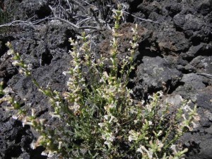 plants are sparse on the lava even after many centuries