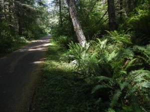 sword ferns along the Banks-Vernonia rail trail