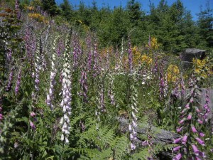 recovering clearcut area