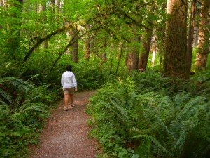 ferns and old growth trees in Rockport State Park