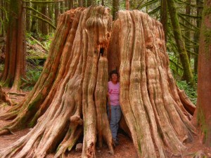 Amy and old western red cedar stump