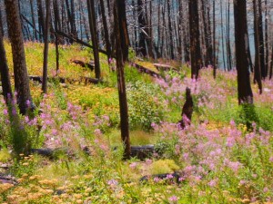 fireweed in an area recovering from a recent burn