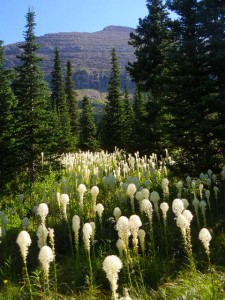 beargrass in bloom