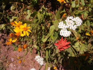 wildflowers along the trail