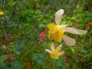 pale yellow columbines