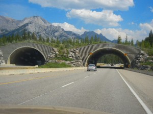 wildlife overpass on the Trans Canada Highway