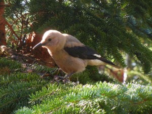 Clarks nutcracker