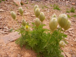 we called these mop-heads until we learned they are western anemones