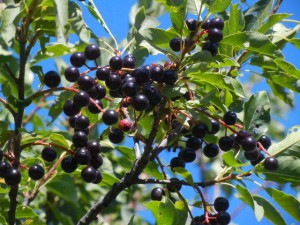 Saskatoon berries