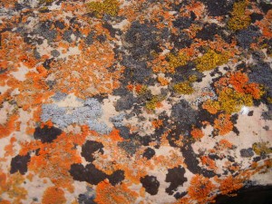 golden moonglow, elegant sunburst, and egg yolk lichens on a boulder left by glaciation