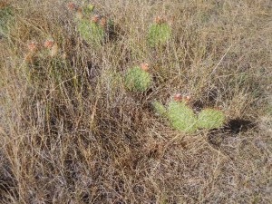 prickly pear cactus on the arid Saskatchewan prairie