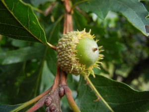 burr oak acorn