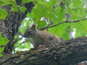 red squirrel scolding us as we hike by