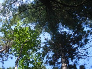 view from the hammock