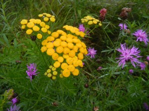 along the Three Eagle bike path