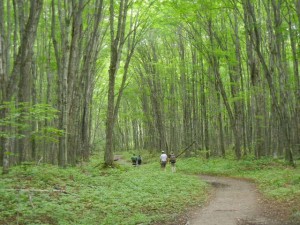 trail to Chapel Falls, Chapel Rock, and Chapel Beach