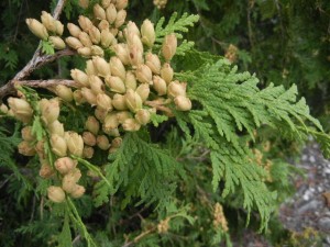 northern cedars are loaded with cones this year