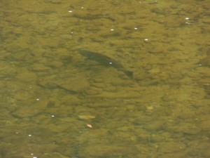 a salmon swimming up the river